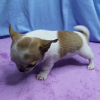 Angel's Fawn Sable on White/Party Male Puppy 1, a male Chihuahua for sale in Mount Olive, NC – 9 of 10