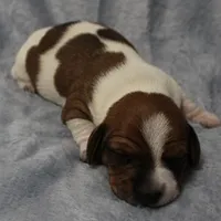 AKC Mae Mae's Red & White Piebald Male Puppy 2, a male Miniature Dachshund for sale in Mount Olive, NC – 10 of 10