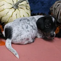 AKC Freckles Black & Tan Piebald on White Female Puppy 2, a female Miniature Dachshund for sale in Mount Olive, NC – 10 of 10