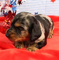 AKC Sallie's Black & Silver Dapple, Long Coat Male Puppy 4, a male Miniature Dachshund for sale in Mount Olive, NC – 2 of 10