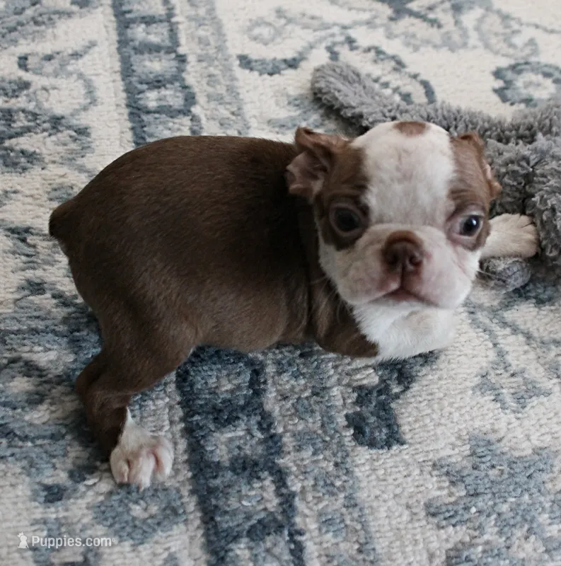 Zoey's Seal & White Male Puppy 4 – Boston Terrier puppy for sale in Mount Olive, NC