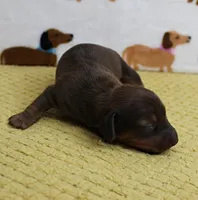 AKC Robin's Red Female Puppy 1, a female Miniature Dachshund for sale in Mount Olive, NC – 3 of 9