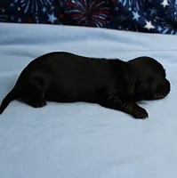 AKC Taylor's Black & Tan Male Puppy 3, a male Miniature Dachshund for sale in Mount Olive, NC – 8 of 10