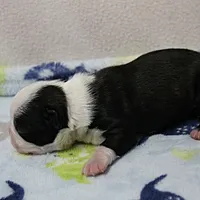AKC Polly's Black & White Male Puppy 5, a male Boston Terrier for sale in Mount Olive, NC – 5 of 10