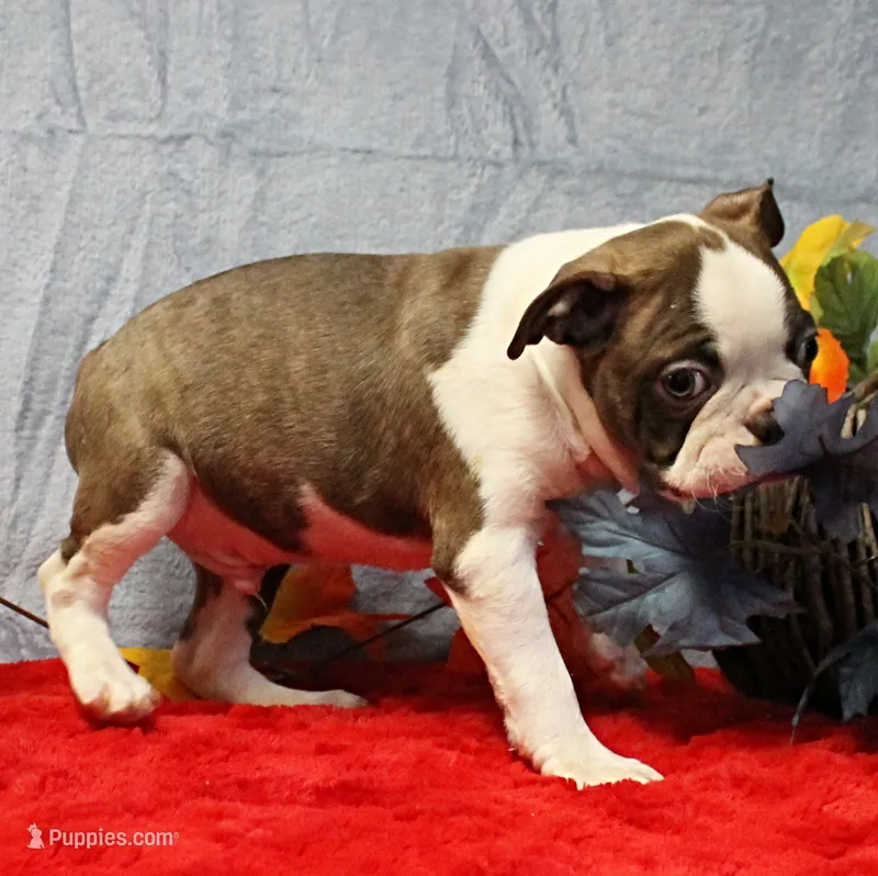 AKC Puddin's Chocolate & White Male Puppy 3 – Boston Terrier puppy on hold in Mount Olive, NC