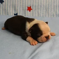 AKC Zoe's Chocolate & White Male Puppy 3, a male Boston Terrier for sale in Mount Olive, NC – 4 of 10