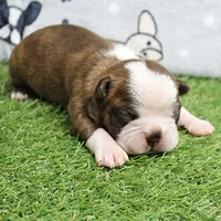 AKC Willow's Seal & White Male Puppy 5, a male Boston Terrier for sale in Mount Olive, NC – 2 of 10