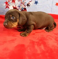 AKC Heidi's Chocolate & Tan Male Puppy 3, a male Miniature Dachshund for sale in Mount Olive, NC – 7 of 9