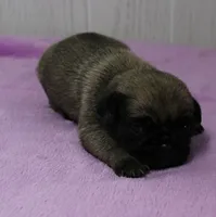  AKC Sandy's FawnMale Puppy 1, a male Pug for sale in Mount Olive, NC – 9 of 10