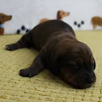 AKC Robin's Red Male Puppy 4, a male Miniature Dachshund for sale in Mount Olive, NC – 3 of 8