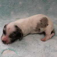 AKC Freckles Silver Dapple with White Male Puppy 6, a male Miniature Dachshund for sale in Mount Olive, NC – 9 of 10