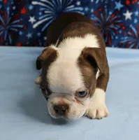AKC Zoey's Chocolate & White Male Puppy 3, a male Boston Terrier for sale in Mount Olive, NC – 2 of 10