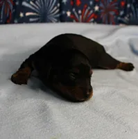 AKC Sallie's Black & Tan, Long Coat Female Puppy 1, a female Miniature Dachshund for sale in Mount Olive, NC – 6 of 10