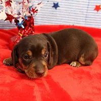 AKC Heidi's Chocolate & Tan Male Puppy 4, a male Miniature Dachshund for sale in Mount Olive, NC – 5 of 6