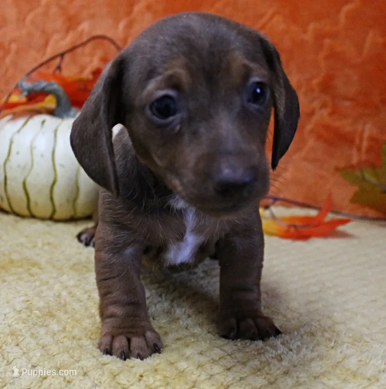AKC Robin's Red Female Puppy 1 – Miniature Dachshund puppy on hold in Mount Olive, NC