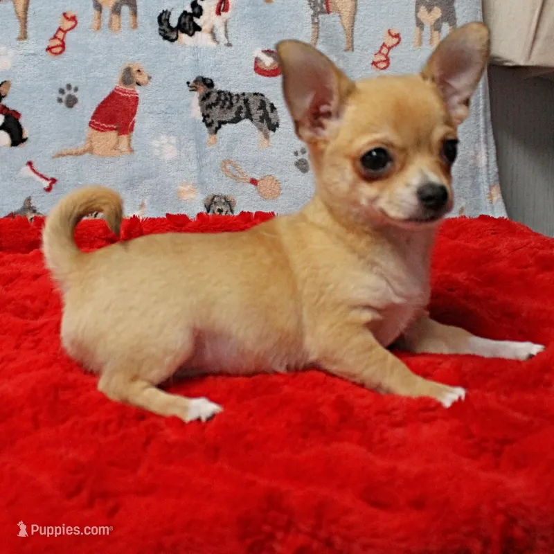 Angel's Fawn Male Puppy 3