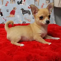 Angel's Fawn Male Puppy 3, a male Chihuahua for sale in Mount Olive, NC – Photo 1 of 10