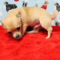 Angel's Fawn Male Puppy 3, a male Chihuahua for sale in Mount Olive, NC – Photo 5 of 10