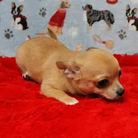 Angel's Fawn Male Puppy 3, a male Chihuahua for sale in Mount Olive, NC – Photo 3 of 10