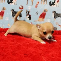 Angel's Fawn Male Puppy 3, a male Chihuahua for sale in Mount Olive, NC – Photo 4 of 10