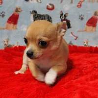 Angel's Fawn Male Puppy 3, a male Chihuahua for sale in Mount Olive, NC – Photo 2 of 10