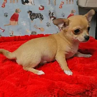 Angel's Fawn Male Puppy 3, a male Chihuahua for sale in Mount Olive, NC – Photo 9 of 10