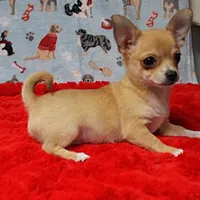 Angel's Fawn Male Puppy 3, a male Chihuahua for sale in Mount Olive, NC – Photo 8 of 10