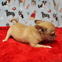 Angel's Fawn Male Puppy 3, a male Chihuahua for sale in Mount Olive, NC – Photo 10 of 10