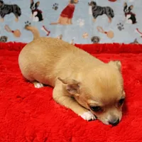 Angel's Fawn Male Puppy 3, a male Chihuahua for sale in Mount Olive, NC – Photo 7 of 10