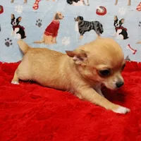 Angel's Fawn Male Puppy 3, a male Chihuahua for sale in Mount Olive, NC – Photo 6 of 10