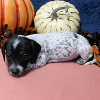 AKC Freckles Black & Tan Piebald on White Female Puppy 2, a female Miniature Dachshund for sale in Mount Olive, NC – 6 of 10