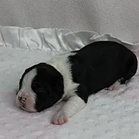 AKC Puddin's Black & White Female Puppy 1, a female Boston Terrier for sale in Mount Olive, NC – 5 of 10