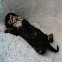 AKC Freckles Black & Tan Dapple Female Puppy 4, a female Miniature Dachshund for sale in Mount Olive, NC – 5 of 10