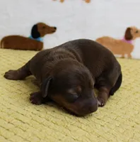 AKC Robin's Red Female Puppy 1, a female Miniature Dachshund for sale in Mount Olive, NC – 7 of 9