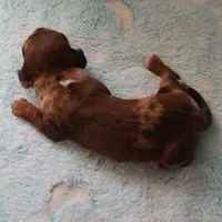 AKC Freckles Chocolate & Tan Dapple Female Puppy 5, a female Miniature Dachshund for sale in Mount Olive, NC – 3 of 10