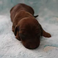 AKC Freckles Red Female Puppy 1, a female Miniature Dachshund for sale in Mount Olive, NC – 6 of 8