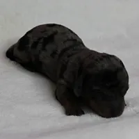 AKC Harleys Silver Dapple Female Puppy 1, a female Miniature Dachshund for sale in Mount Olive, NC – 9 of 10