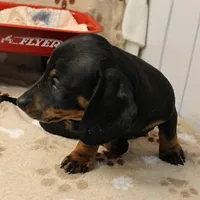 Harley's Blk&Tan Male Pup 4, a male Miniature Dachshund for sale in Mount Olive, NC – Photo 4 of 10