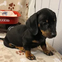 Harley's Blk&Tan Male Pup 4, a male Miniature Dachshund for sale in Mount Olive, NC – Photo 7 of 10