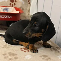 Harley's Blk&Tan Male Pup 4, a male Miniature Dachshund for sale in Mount Olive, NC – Photo 8 of 10