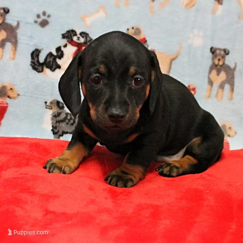 Harley's Blk&Tan Female Pup 4