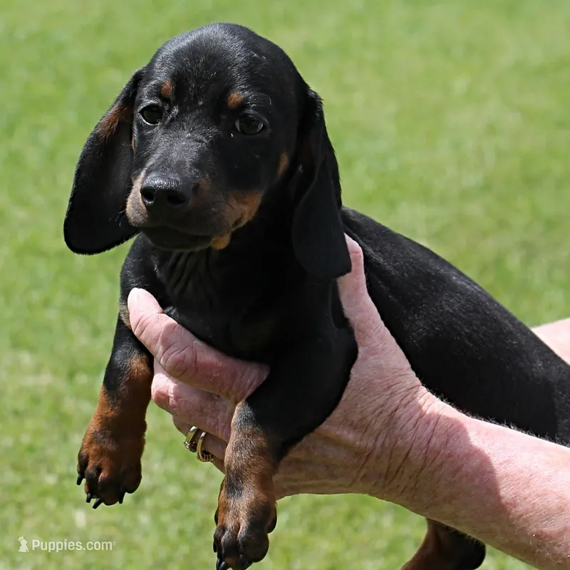 Harley's Blk&Tan Male Pup 4 – Miniature Dachshund puppy for sale in Mount Olive, NC