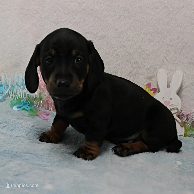 Harley's Blk&Tan Female Pup 4