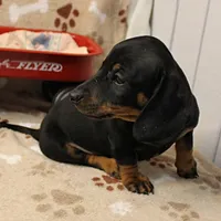 Harley's Blk&Tan Male Pup 4, a male Miniature Dachshund for sale in Mount Olive, NC – Photo 9 of 10