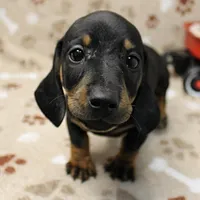 Harley's Blk&Tan Male Pup 4, a male Miniature Dachshund for sale in Mount Olive, NC – Photo 6 of 10
