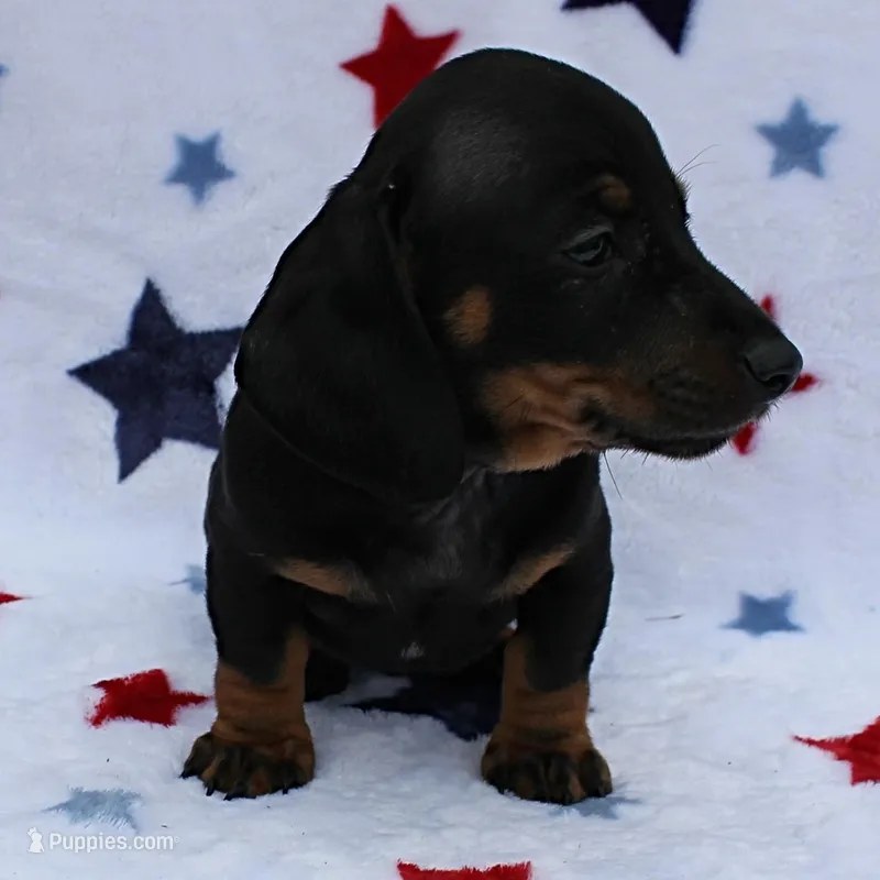 Harley's Blk&Tan Female Pup 4 – Miniature Dachshund puppy for sale in Mount Olive, NC