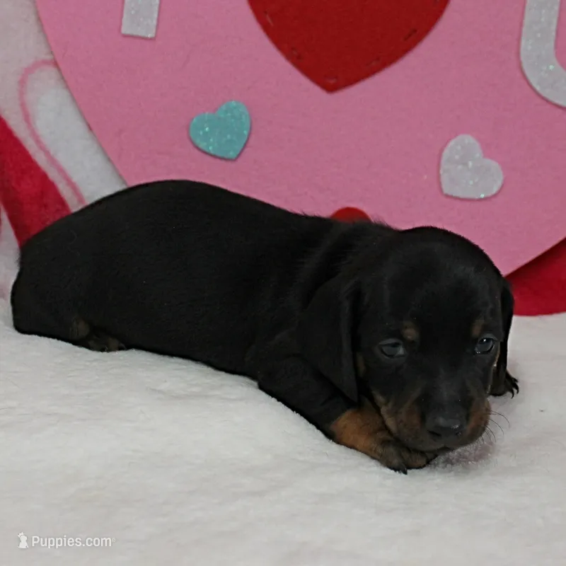Harley's Blk&Tan Female Pup 4