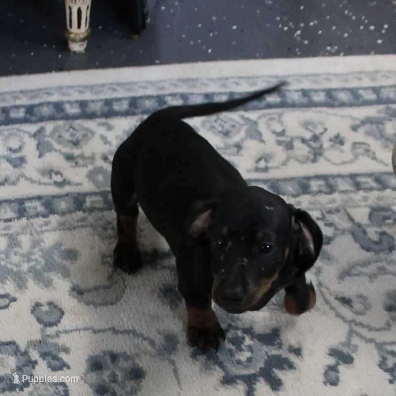 Harley's Blk&Tan Male Pup 4 – Miniature Dachshund puppy for sale in Mount Olive, NC