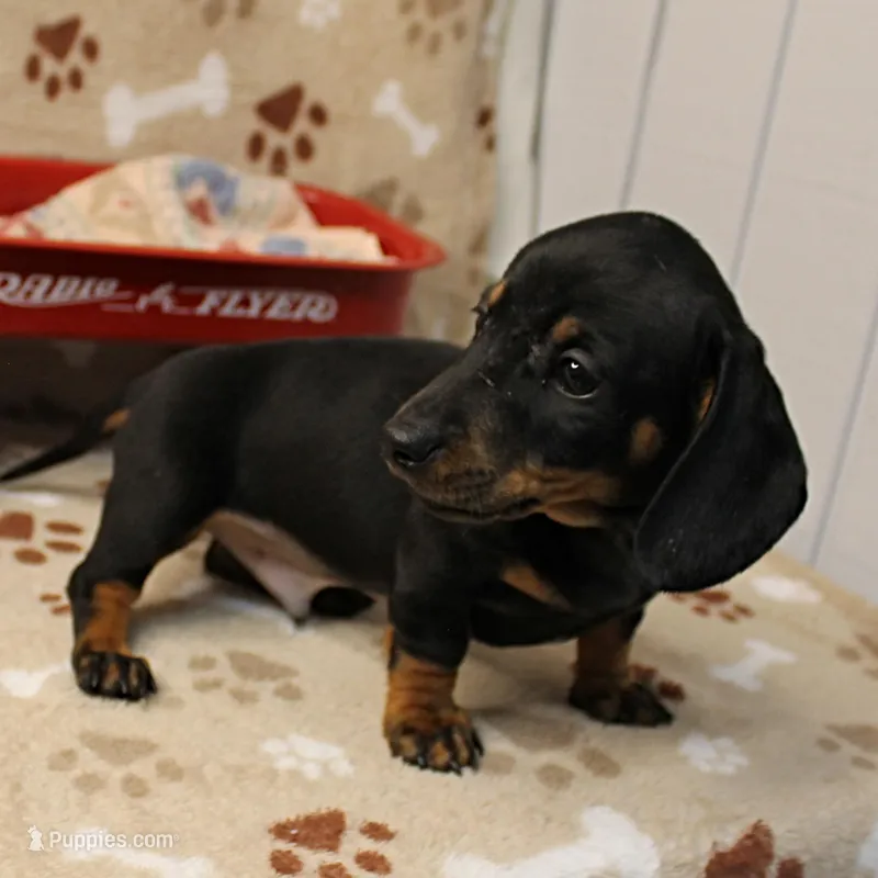 Harley's Blk&Tan Male Pup 4 – Miniature Dachshund puppy for sale in Mount Olive, NC