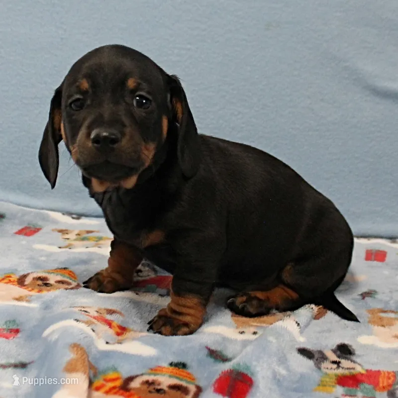 Harley's Blk&Tan Female Pup 4